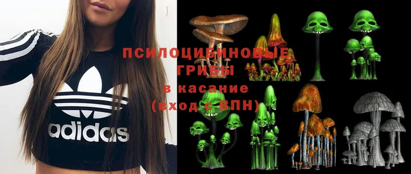 ссылка на мегу вход  Боровичи  Псилоцибиновые грибы Psilocybine cubensis 